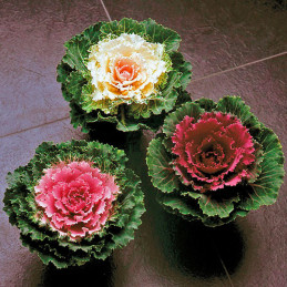 Col Ornamental 1000 Semillas Brassica oleracea Flower Kale Pigeon Mix Flor Corte 146.610169 Col Ornamental 1000 Semillas Brassi