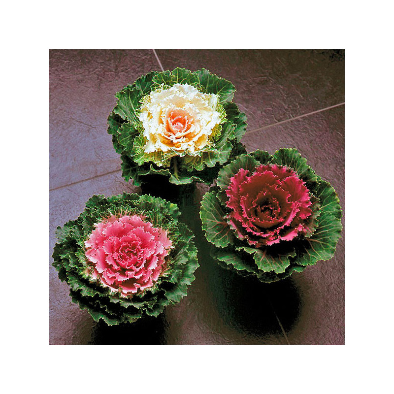  Col Ornamental 1000 Semillas Brassica oleracea Flower Kale Pigeon Mix Flor Corte 146.610169 Col Ornamental 1000 Semillas Brassi