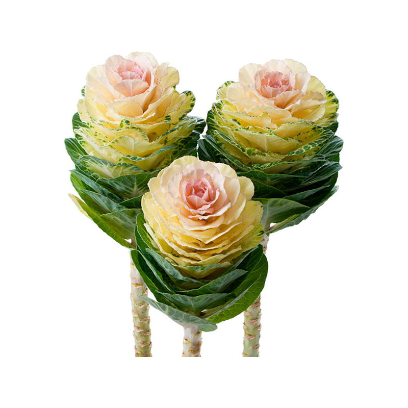  Col Ornamental 500 Semillas Brassica oleracea Flower Kale Empire Agathana Flor Corte 103.389831 Col Ornamental 500 Semillas Bra