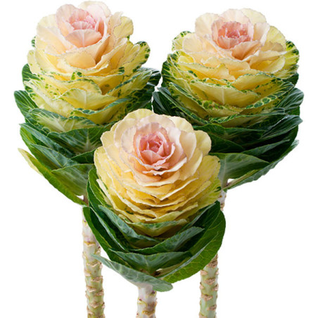  Col Ornamental 500 Semillas Brassica oleracea Flower Kale Empire Agathana Flor Corte 103.389831 Col Ornamental 500 Semillas Bra