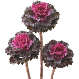  Col Ornamental 500 Semillas Brassica oleracea Flower Kale Crane Ruffle Red Flor Corte 140.677966 Col Ornamental 500 Semillas Br