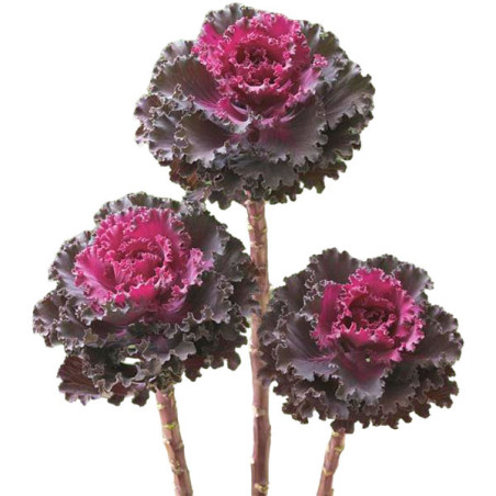  Col Ornamental 500 Semillas Brassica oleracea Flower Kale Crane Ruffle Red Flor Corte 140.677966 Col Ornamental 500 Semillas Br