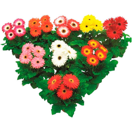  Gerbera 100 Semillas jamesonii Floriline Maxi Mix Select Dark Eye Flor Maceta Jardin 120.338983 Gerbera 100 Semillas jamesonii 