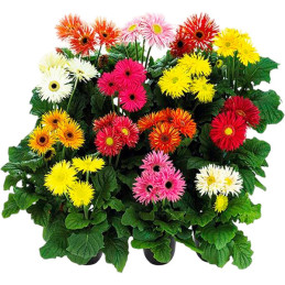  Gerbera 100 Semillas jamesonii Floriline Maxi Mix Spider Flor Maceta Jardin 120.338983 Gerbera 100 Semillas jamesonii Floriline