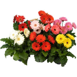  Gerbera 100 Semillas jamesonii Mega Revolution Mix Flor Maceta Jardin 120.338983 Gerbera 100 Semillas jamesonii Mega Revolution