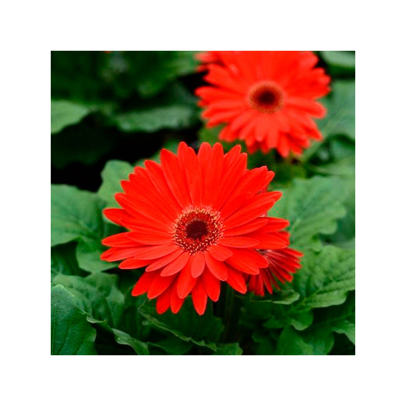Gerbera 100 Semillas jamesonii Majorette Red Bicolor with Dark Eye Flor Maceta Jardin 108.474576 Gerbera 100 Semillas jamesonii Gerbera 100 Semillas jamesonii Majorette Red Bicolor with Dark Eye Flor Maceta Jardin 108.474576 Gerbera 100 Semillas jamesonii