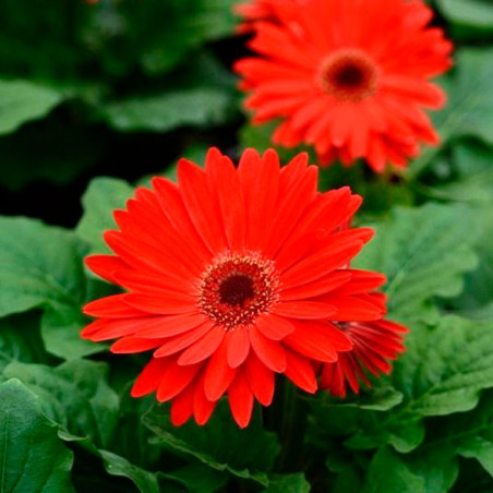  Gerbera 100 Semillas jamesonii Majorette Red Bicolor with Dark Eye Flor Maceta Jardin 108.474576 Gerbera 100 Semillas jamesonii