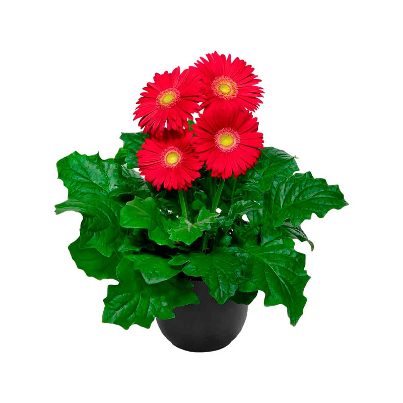  Gerbera 100 Semillas jamesonii Floriline Giants Red Light Eye Flor Maceta Jardin 114.40678 Gerbera 100 Semillas jamesonii Flori