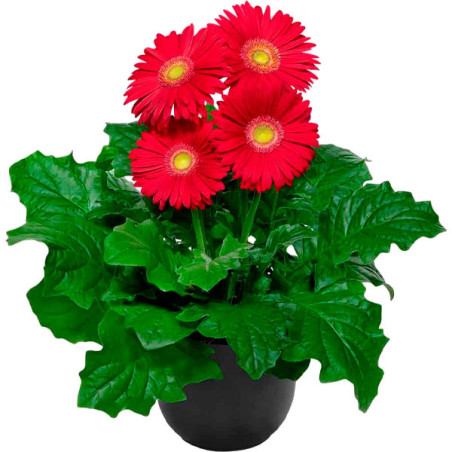  Gerbera 100 Semillas jamesonii Floriline Giants Red Light Eye Flor Maceta Jardin 114.40678 Gerbera 100 Semillas jamesonii Flori