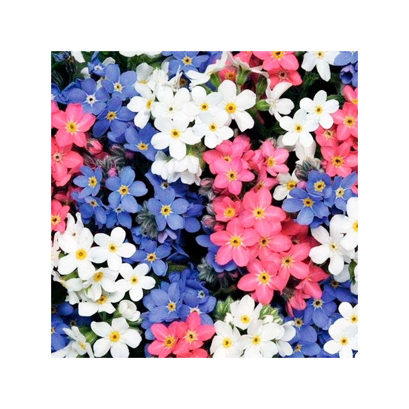 Miosotis 1000 Semillas Myosotis sylvatica Sylva Mix Flor Jardin 71.186441 Miosotis 1000 Semillas Myosotis sylvatica Sylva Mix F Miosotis 1000 Semillas Myosotis sylvatica Sylva Mix Flor Jardin 71.186441 Miosotis 1000 Semillas Myosotis sylvatica Sylva Mix F