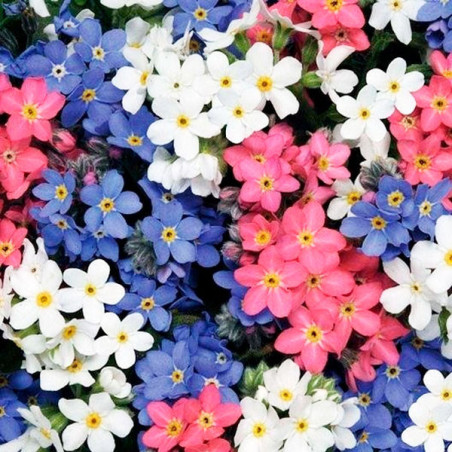  Miosotis 1000 Semillas Myosotis sylvatica Sylva Mix Flor Jardin 71.186441 Miosotis 1000 Semillas Myosotis sylvatica Sylva Mix F
