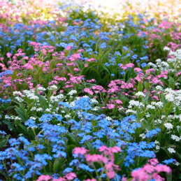  Miosotis 1000 Semillas Myosotis sylvatica Sylva Mix Flor Jardin 71.186441 Miosotis 1000 Semillas Myosotis sylvatica Sylva Mix F