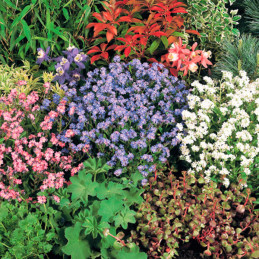  Miosotis 1000 Semillas Myosotis sylvatica Sylva Mix Flor Jardin 71.186441 Miosotis 1000 Semillas Myosotis sylvatica Sylva Mix F
