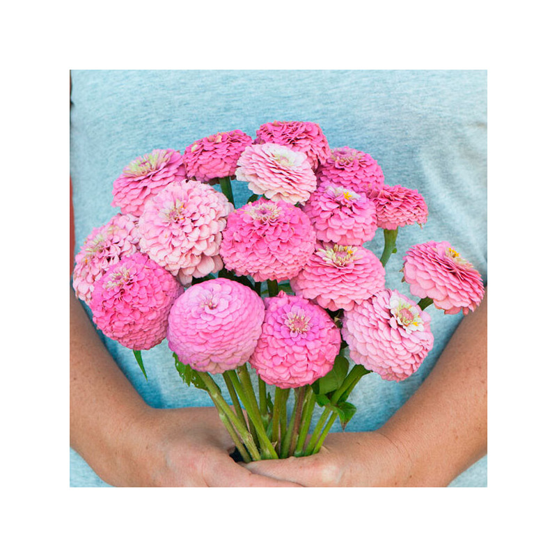 Zinnia 1000 Semillas elegans Oklahoma Pink Flor Corte 71.186441 Zinnia 1000 Semillas elegans Oklahoma Pink Flor Corte
Germinaci Zinnia 1000 Semillas elegans Oklahoma Pink Flor Corte 71.186441 Zinnia 1000 Semillas elegans Oklahoma Pink Flor Corte
Germinaci