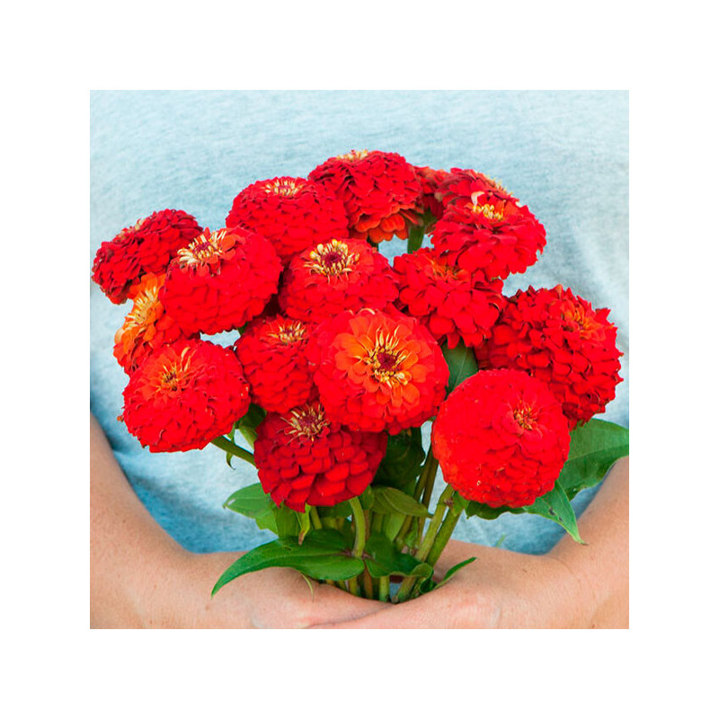 Zinnia 1000 Semillas elegans Oklahoma Scarlet Flor Corte 71.186441 Zinnia 1000 Semillas elegans Oklahoma Scarlet Flor Corte
Ger Zinnia 1000 Semillas elegans Oklahoma Scarlet Flor Corte 71.186441 Zinnia 1000 Semillas elegans Oklahoma Scarlet Flor Corte
Ger