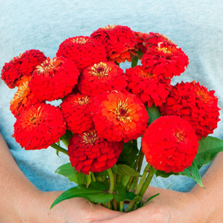  Zinnia 1000 Semillas elegans Oklahoma Scarlet Flor Corte 71.186441 Zinnia 1000 Semillas elegans Oklahoma Scarlet Flor Corte
Ger