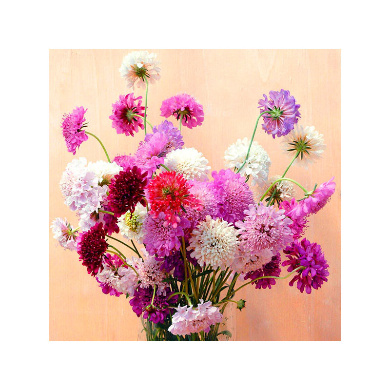 Escabiosa 1000 Semillas Scabiosa atropurpurea Qis Mix Flor Corte 80.508475 Escabiosa 1000 Semillas Scabiosa atropurpurea Qis Mi Escabiosa 1000 Semillas Scabiosa atropurpurea Qis Mix Flor Corte 80.508475 Escabiosa 1000 Semillas Scabiosa atropurpurea Qis Mi