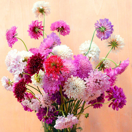  Escabiosa 1000 Semillas Scabiosa atropurpurea Qis Mix Flor Corte 80.508475 Escabiosa 1000 Semillas Scabiosa atropurpurea Qis Mi