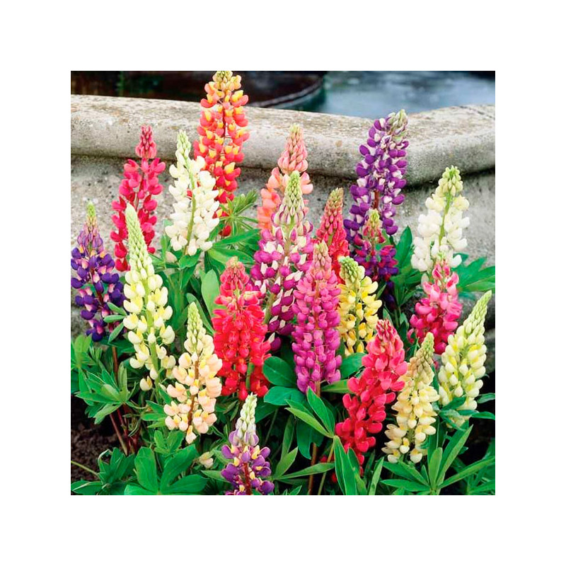  Lupino 1000 Semillas Lupinus polyphyllus Lupin Lupin Mix Flor Maceta Jardin 126.271186 Lupino 1000 Semillas Lupinus polyphyllus