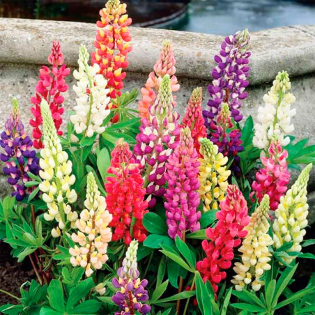  Lupino 1000 Semillas Lupinus polyphyllus Lupin Lupin Mix Flor Maceta Jardin 126.271186 Lupino 1000 Semillas Lupinus polyphyllus