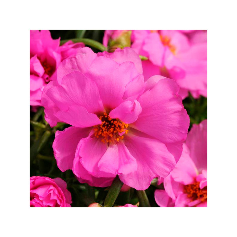 Verdolaga 1000 Semillas Portulaca grandiflora Happy Hour Rosita PLT Flor de Seda Maceta Jardin 77.118644 Verdolaga 1000 Semilla Verdolaga 1000 Semillas Portulaca grandiflora Happy Hour Rosita PLT Flor de Seda Maceta Jardin 77.118644 Verdolaga 1000 Semilla