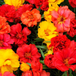  Verdolaga 1000 Semillas Portulaca grandiflora Happy Hour Tropical Mix PLT Flor de Seda Maceta Jardin 80.508475 Verdolaga 1000 S