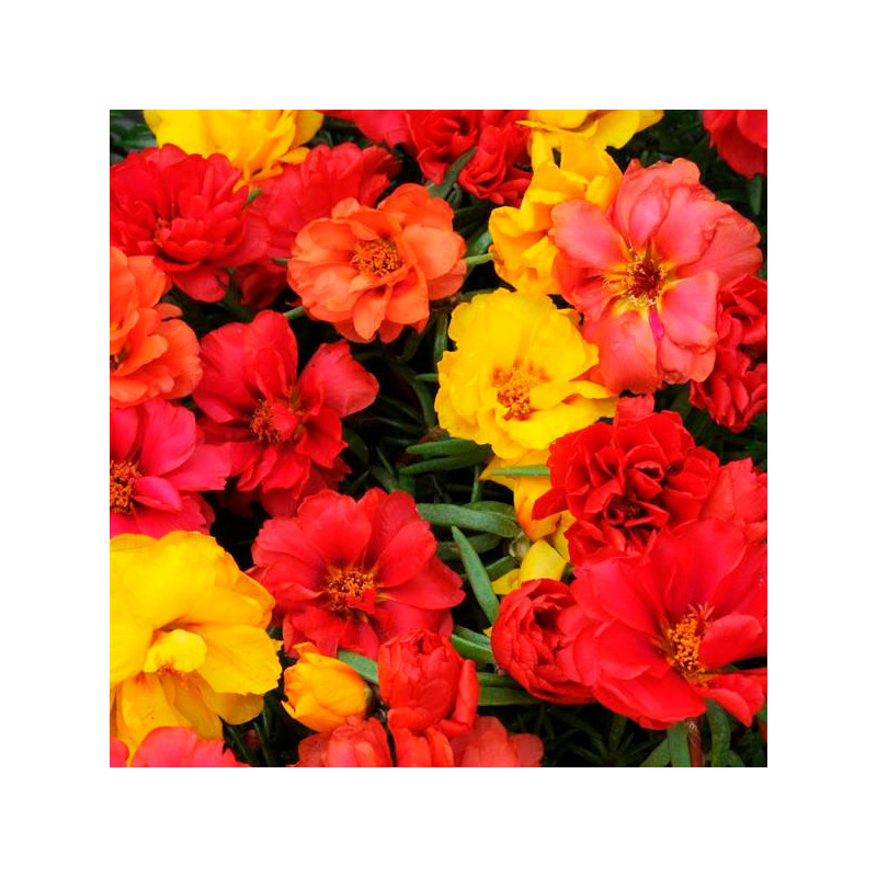 Verdolaga 1000 Semillas Portulaca grandiflora Happy Hour Tropical Mix PLT Flor de Seda Maceta Jardin 80.508475 Verdolaga 1000 S Verdolaga 1000 Semillas Portulaca grandiflora Happy Hour Tropical Mix PLT Flor de Seda Maceta Jardin 80.508475 Verdolaga 1000 S