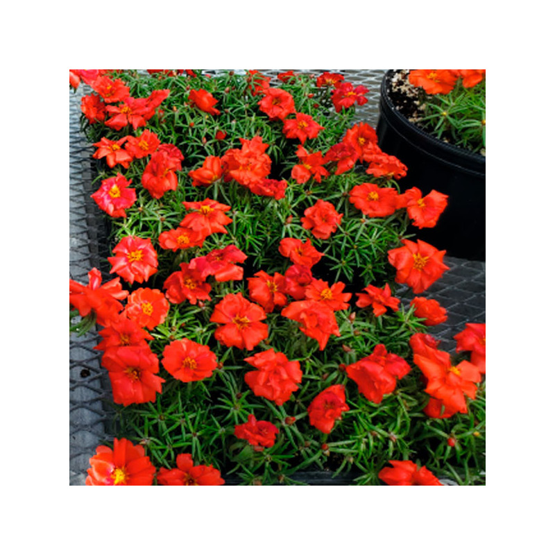 Verdolaga 1000 Semillas Portulaca grandiflora Sundial Deep Red Flor de Seda Maceta Jardin 77.118644 Verdolaga 1000 Semillas Por