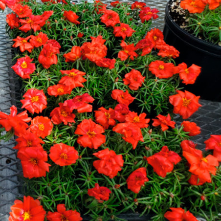  Verdolaga 1000 Semillas Portulaca grandiflora Sundial Deep Red Flor de Seda Maceta Jardin 77.118644 Verdolaga 1000 Semillas Por