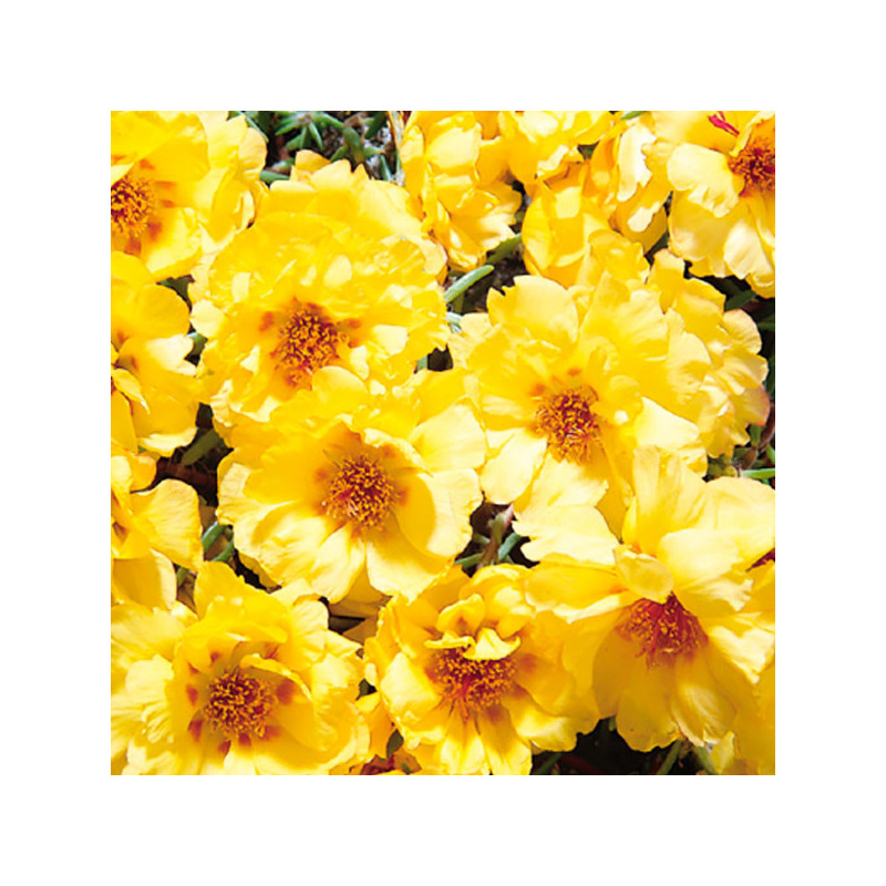 Verdolaga 1000 Semillas Portulaca grandiflora Sundial Gold Flor de Seda Maceta Jardin 77.118644 Verdolaga 1000 Semillas Portula Verdolaga 1000 Semillas Portulaca grandiflora Sundial Gold Flor de Seda Maceta Jardin 77.118644 Verdolaga 1000 Semillas Portula