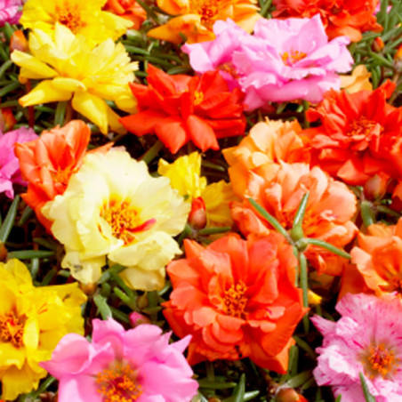  Verdolaga 1000 Semillas Portulaca grandiflora Sundial Mix Flor de Seda Maceta Jardin 80.508475 Verdolaga 1000 Semillas Portulac