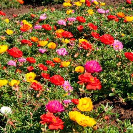  Verdolaga 1000 Semillas Portulaca grandiflora Sundial Caliente Mix Flor de Seda Maceta Jardin 80.508475 Verdolaga 1000 Semillas