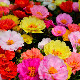  Verdolaga 1000 Semillas Portulaca grandiflora Stopwatch Mix Flor de Seda Maceta Jardin 80.508475 Verdolaga 1000 Semillas Portul