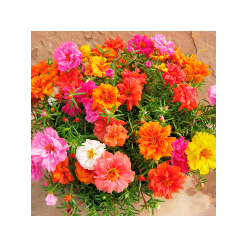  Verdolaga 1000 Semillas Portulaca grandiflora Stopwatch Mix Flor de Seda Maceta Jardin 80.508475 Verdolaga 1000 Semillas Portul
