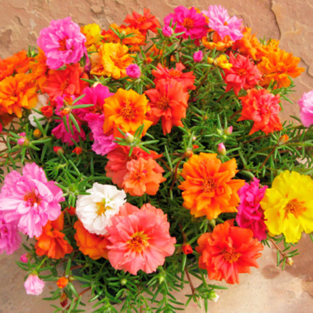  Verdolaga 1000 Semillas Portulaca grandiflora Stopwatch Mix Flor de Seda Maceta Jardin 80.508475 Verdolaga 1000 Semillas Portul