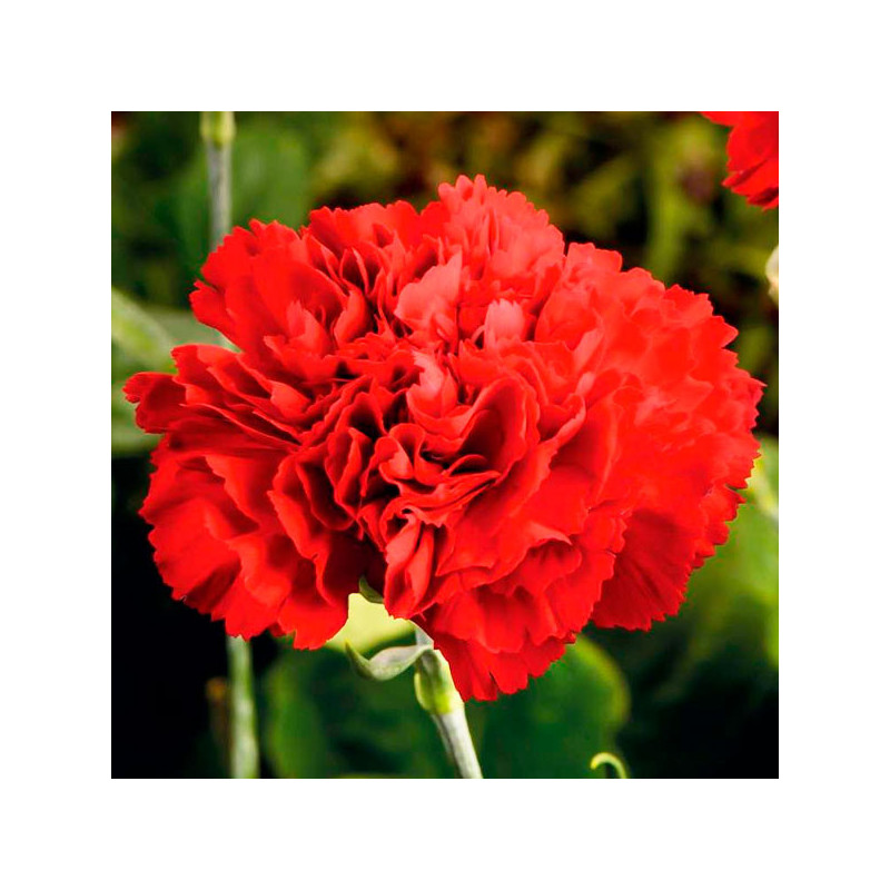 Clavel Doble Rojo 50gr Dianthus caryophyllus Flores Maceta 81.355932 Clavel Doble Rojo 50gr Dianthus caryophyllus Flores Maceta Clavel Doble Rojo 50gr Dianthus caryophyllus Flores Maceta 81.355932 Clavel Doble Rojo 50gr Dianthus caryophyllus Flores Maceta