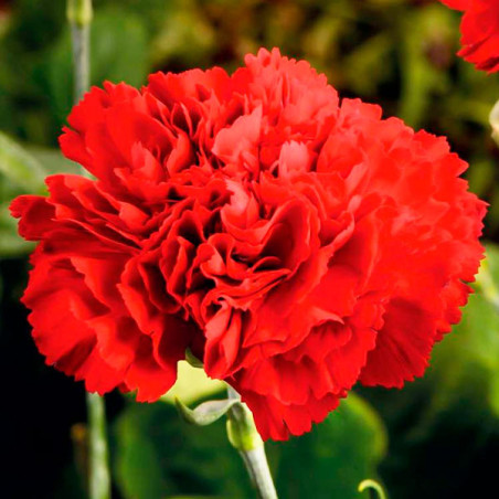  Clavel Doble Rojo 50gr Dianthus caryophyllus Flores Maceta 81.355932 Clavel Doble Rojo 50gr Dianthus caryophyllus Flores Maceta