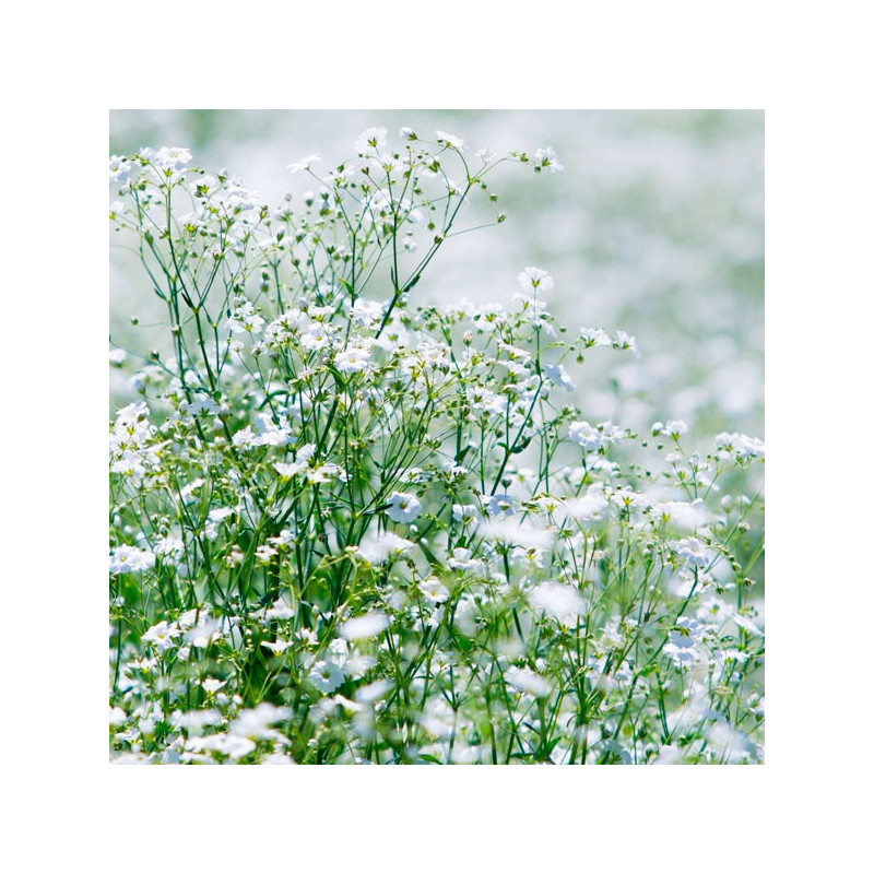  Gypsophila 1000 Semillas cerastitoides Covent White Flor Corte Jardin 46.999999 Gypsophila 1000 Semillas cerastitoides Covent W