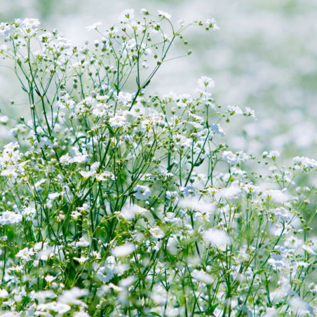  Gypsophila 1000 Semillas cerastitoides Covent White Flor Corte Jardin 46.999999 Gypsophila 1000 Semillas cerastitoides Covent W