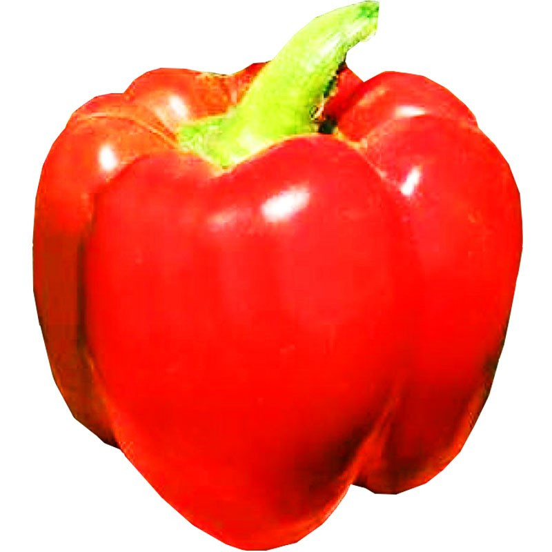  Pimiento Currier 5000 Semillas de pimiento hibrido F1, HM Clause 966.101695 Pimiento Currier 5000 Semillas de pimiento hibrido 