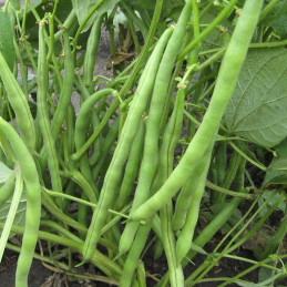  Vainita Jade 5Kg Semilla Hibrida F1 Vegetables Seeds, Alabama 211.864407 Vainita Jade 5Kg Semilla Hibrida F1 Vegetables Seeds, 
