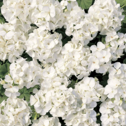  Geranio 1000 Semillas Pelargonium x hortorum Multibloom White Flor Maceta 406.779661 Geranio 1000 Semillas Pelargonium x hortor
