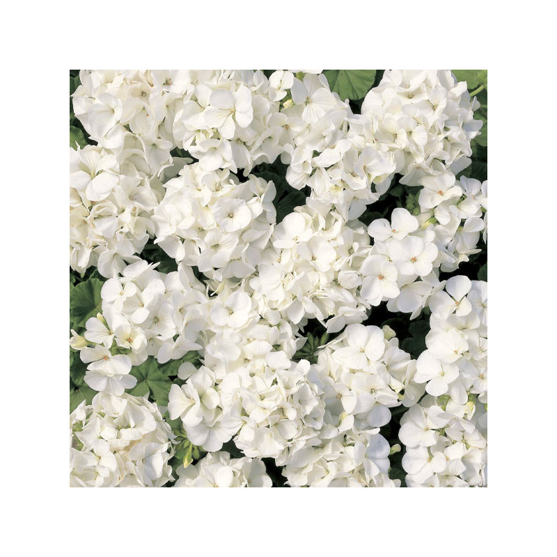 Geranio 1000 Semillas Pelargonium x hortorum Multibloom White Flor Maceta 406.779661 Geranio 1000 Semillas Pelargonium x hortor Geranio 1000 Semillas Pelargonium x hortorum Multibloom White Flor Maceta 406.779661 Geranio 1000 Semillas Pelargonium x hortor