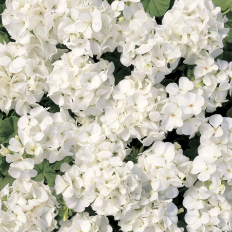  Geranio 1000 Semillas Pelargonium x hortorum Multibloom White Flor Maceta 406.779661 Geranio 1000 Semillas Pelargonium x hortor