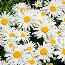  Margarita 5gr Semillas Chrysanthemum vivace Silver Princess Flor Corte Jardin 85.59322 Margarita 5gr Semillas Chrysanthemum viv