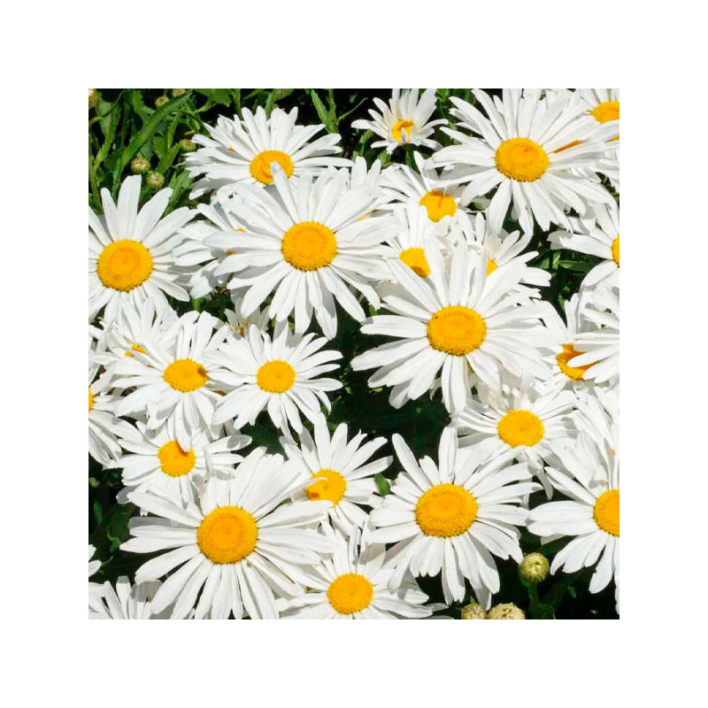 Margarita 5gr Semillas Chrysanthemum vivace Silver Princess Flor Corte Jardin 85.59322 Margarita 5gr Semillas Chrysanthemum viv Margarita 5gr Semillas Chrysanthemum vivace Silver Princess Flor Corte Jardin 85.59322 Margarita 5gr Semillas Chrysanthemum viv