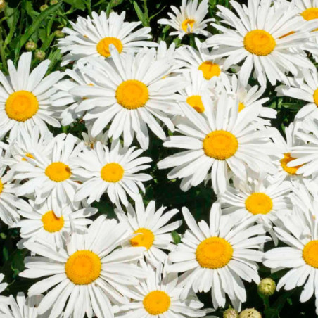  Margarita 5gr Semillas Chrysanthemum vivace Silver Princess Flor Corte Jardin 85.59322 Margarita 5gr Semillas Chrysanthemum viv