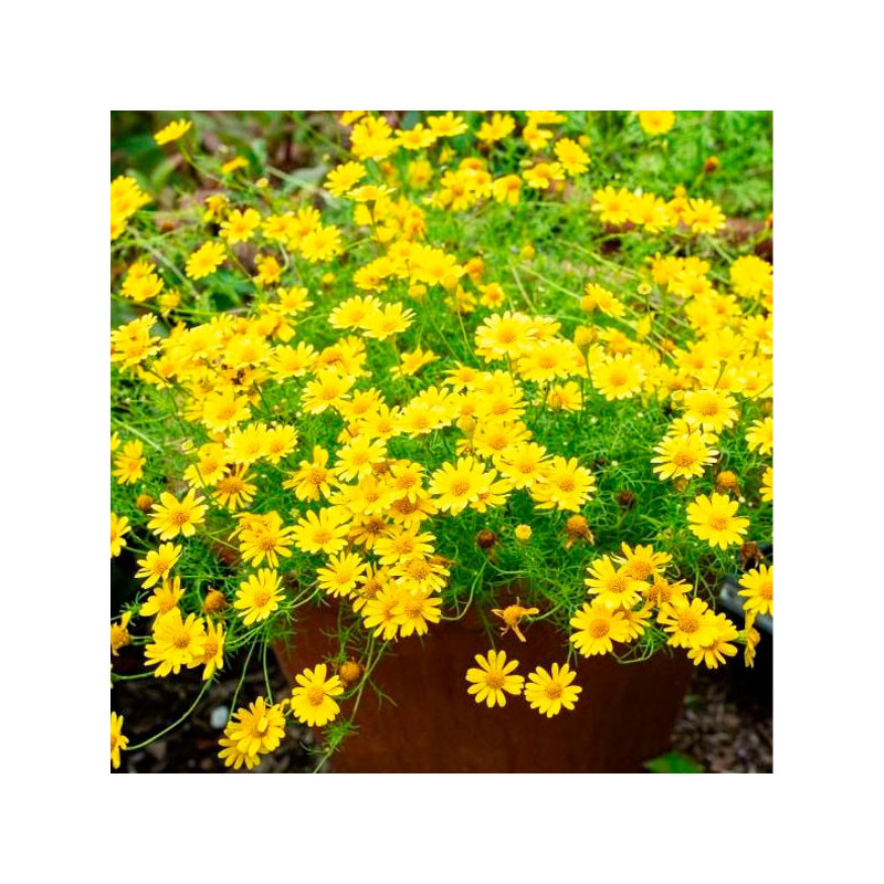 Margarita 1000 Semillas Thymophylla tenuiloba Dahlberg Daisy Golden Dawn Flor Maceta Jardin 71.186441 Margarita 1000 Semillas T Margarita 1000 Semillas Thymophylla tenuiloba Dahlberg Daisy Golden Dawn Flor Maceta Jardin 71.186441 Margarita 1000 Semillas T
