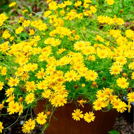  Margarita 1000 Semillas Thymophylla tenuiloba Dahlberg Daisy Golden Dawn Flor Maceta Jardin 71.186441 Margarita 1000 Semillas T
