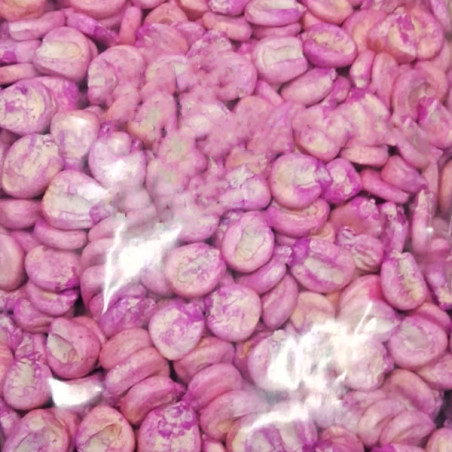  Maiz Chingasino 1Kg Semillas Granel Variedad OP Nacional 24.576271 Maiz Blanco Chingasino 500gr, Semillas de Maiz Blanco Chinga